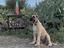 Immagine 2
