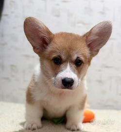 Cuccioli di corgi, 2.5 mesi