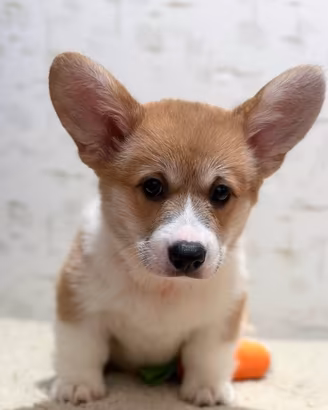 Cuccioli di corgi, 2.5 mesi