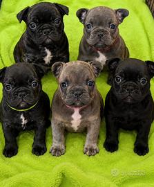 Bulldog Francese