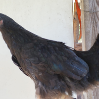 Australorp galli galline