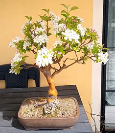 Bonsai Melo