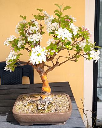 Bonsai Melo