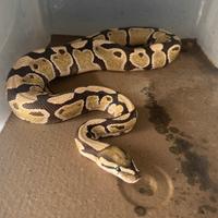 Pitone reale desert ghost 66% het clown maschio