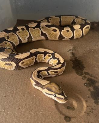 Pitone reale desert ghost 66% het clown maschio