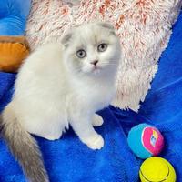 Femmina Scottish fold gatto