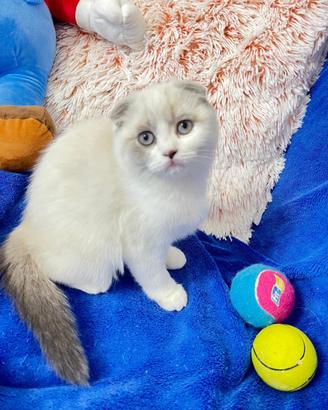Femmina Scottish fold gatto