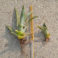 agave
