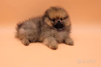 Cuccioli di spitz pomerania femmine