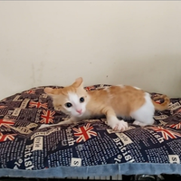 Dolce affettuosa gattina sterilizzata