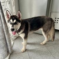 Ultimo cucciolo originale