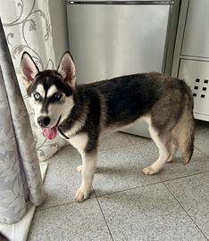 Ultimo cucciolo originale