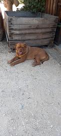 Dogue de bordeaux