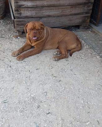 Dogue de bordeaux