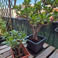 Piante della ricchezza - albero di giada/crassula