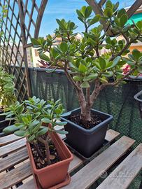 Piante della ricchezza - albero di giada/crassula