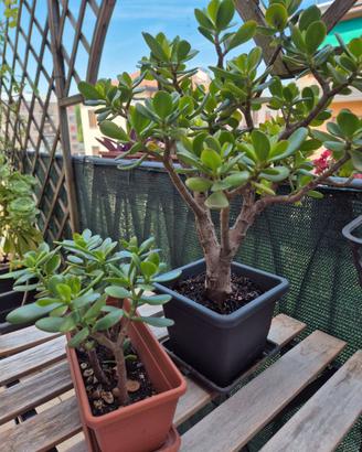 Piante della ricchezza - albero di giada/crassula