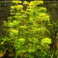 limnophila sessiliflora 