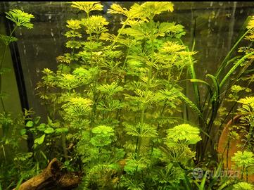 limnophila sessiliflora 