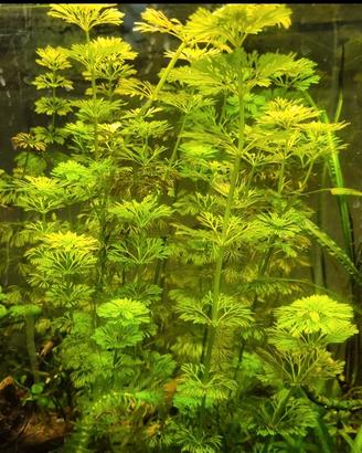 limnophila sessiliflora 
