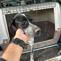 Cane per tartufi tartufo