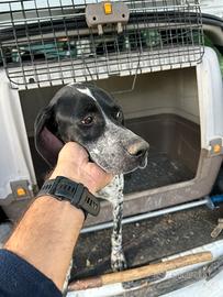 Cane per tartufi tartufo