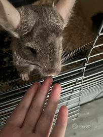 Coppia cincillà + Cucciolo