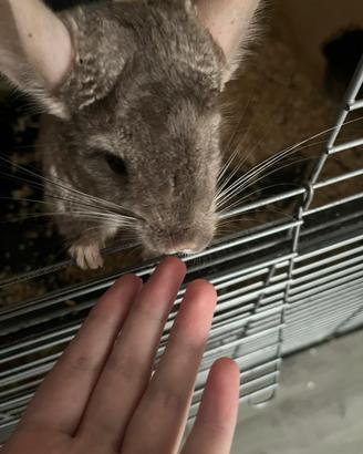 Coppia cincillà + Cucciolo