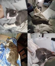 Gattino super coccolone