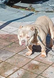 American bully EXTREME