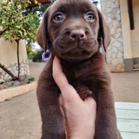 Labrador cioccolato cucciole con pedigree