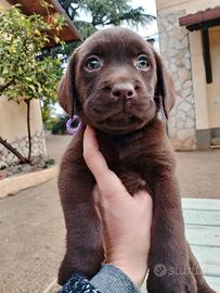 Labrador cioccolato cucciole con pedigree