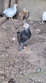 Galli e galline animali da cortile