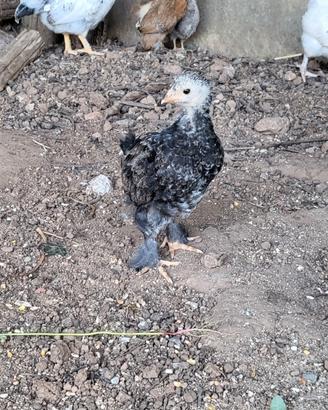 Galli e galline animali da cortile