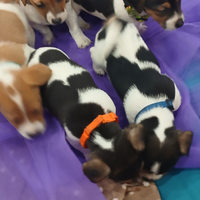 Jack russell terrier