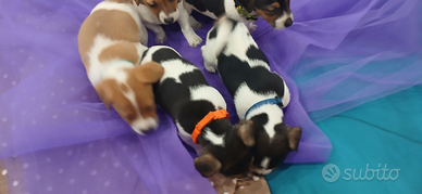 Jack russell terrier