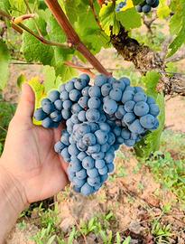 Uva da vino