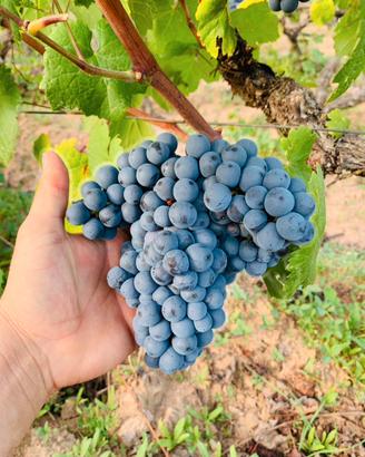 Uva da vino