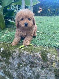 Maschietto di barboncino toy/nano