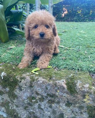 Maschietto di barboncino toy/nano