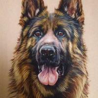 Ritratto di cane pastore tedesco german sheperd
