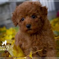 Barboncini toy con pegigree enci