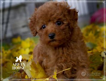 Barboncini toy con pegigree enci