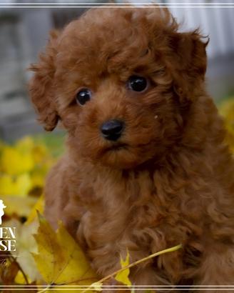 Barboncini toy con pegigree enci