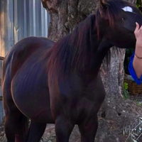 Cavalla Puledra quarab di 22 mesi