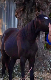 Cavalla Puledra quarab di 15 mesi