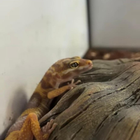 Coppia di geki leopardini