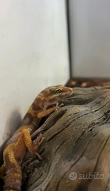 Coppia di geki leopardini