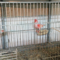 Uccelli , rossi mosaici