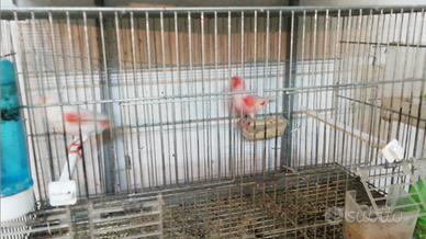 Uccelli , rossi mosaici